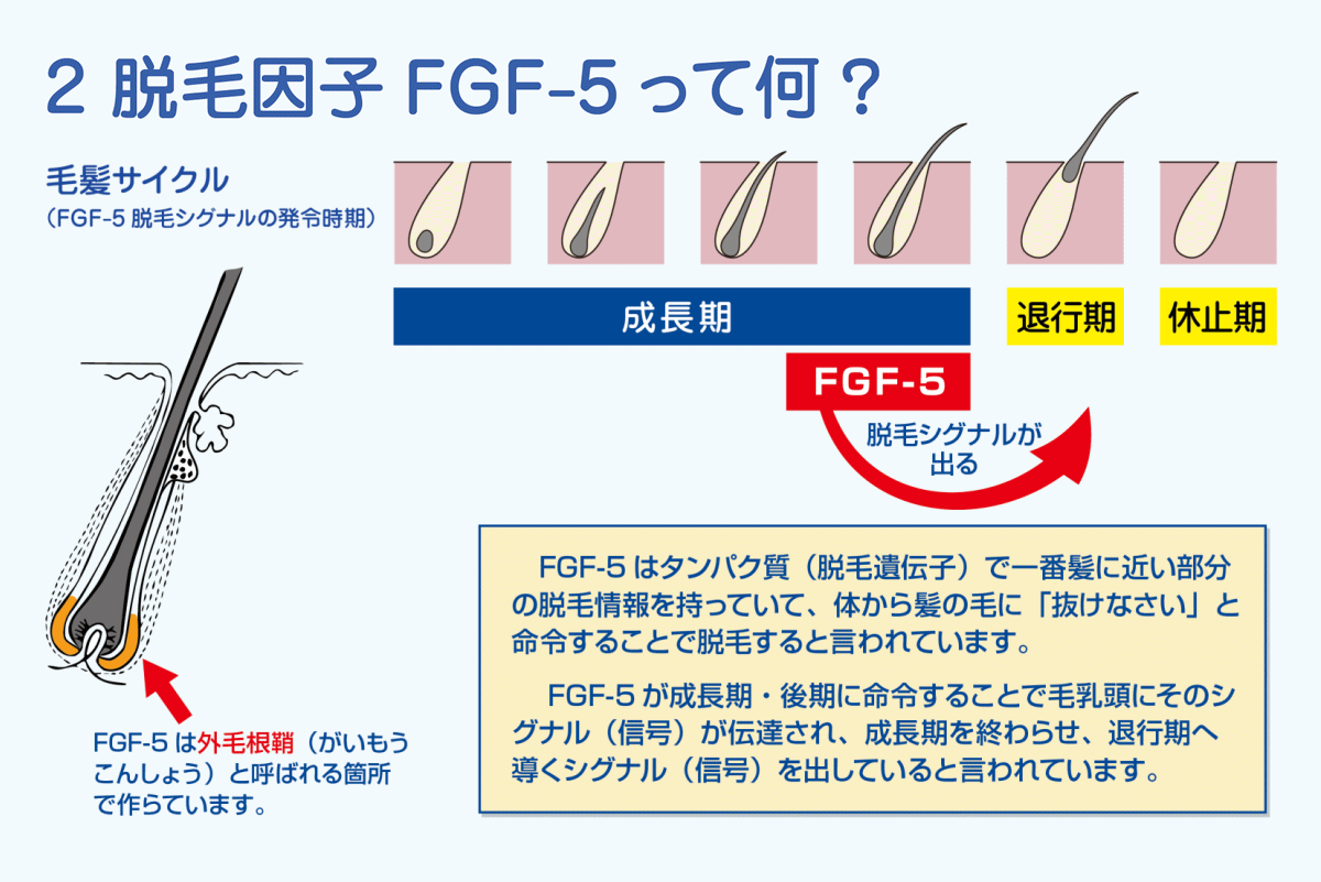 脱毛因子FGF-5って何？